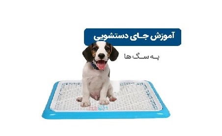 آموزش جای دستشویی به سگ