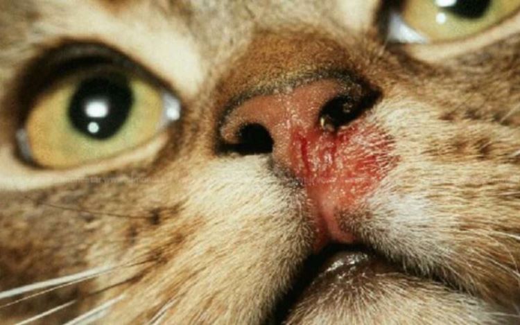 بیماری کلسی ویروس در گربه ها