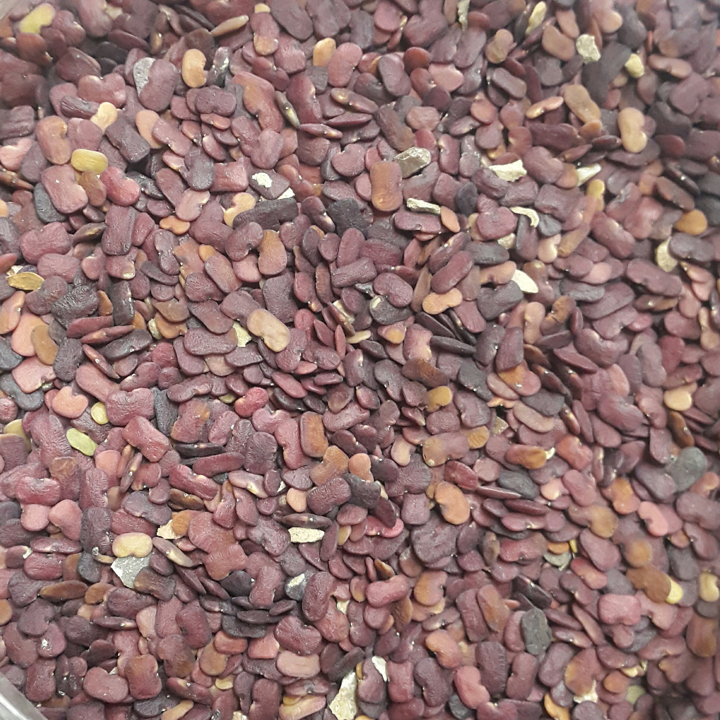 بذر عدسالملک