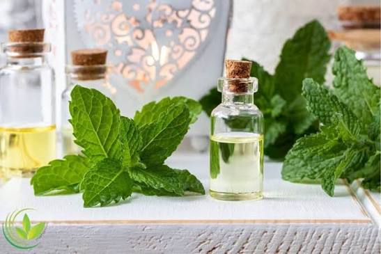 روغن نعنا فلفلی