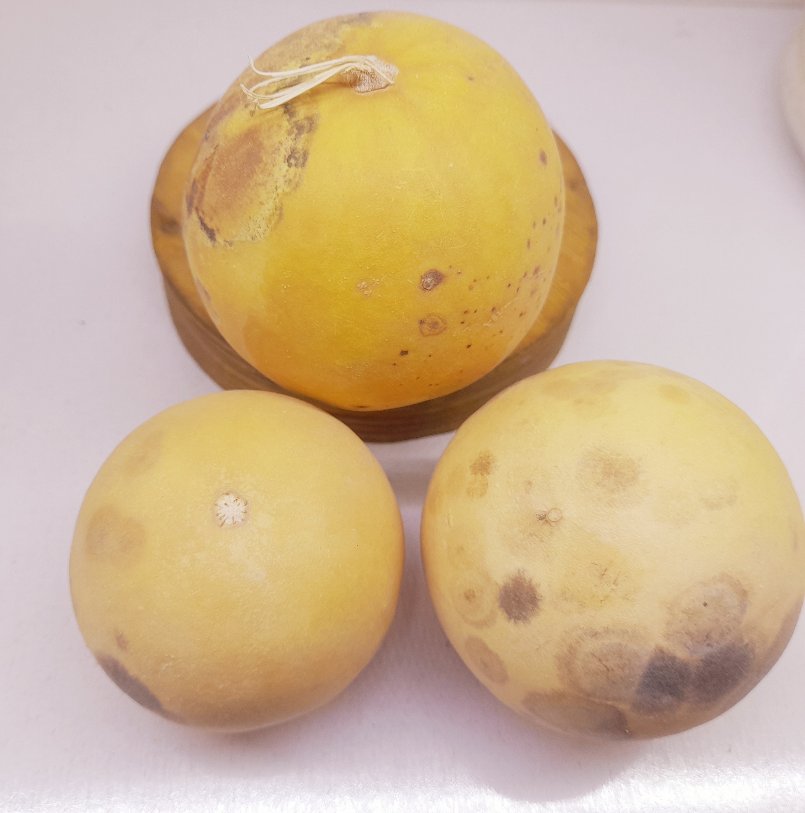 هندوانه ابوجهل