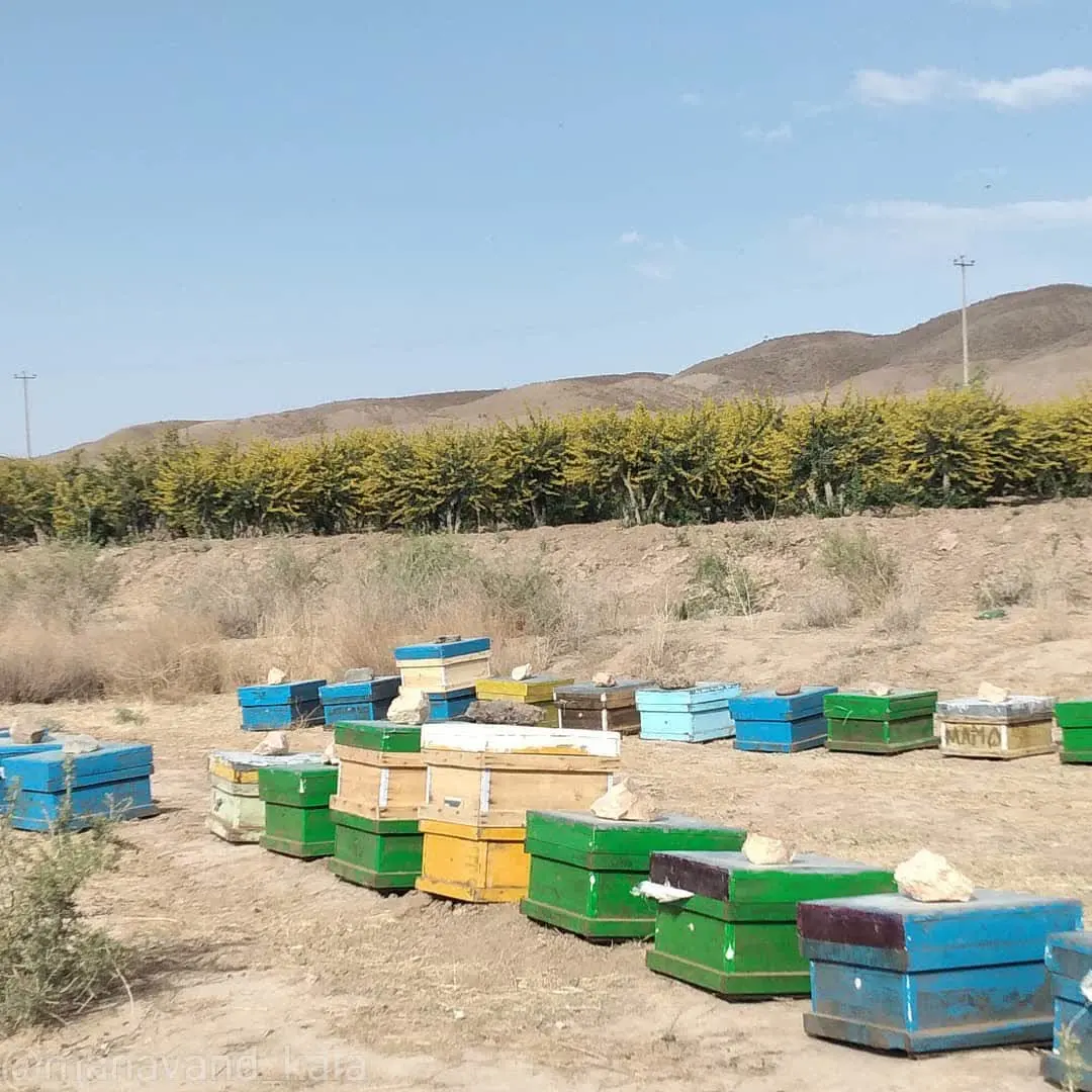 عسل طبیعی زرشک نیم کیلو مناوندکالا با طعم بی‌نظیر و کیفیت عالی