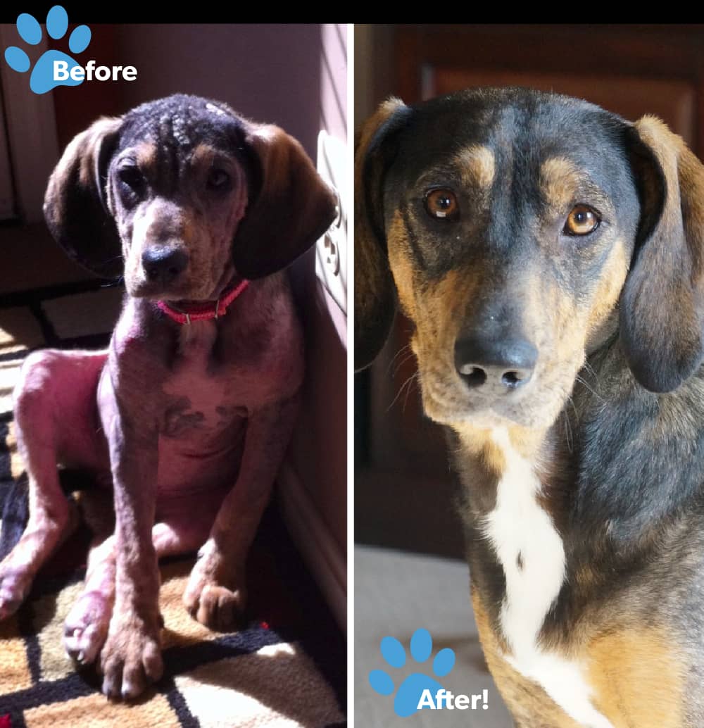 اسپری زخم و پوست و سوختگی حیوانات