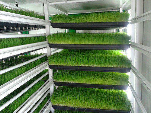 خوراک دام و طیور